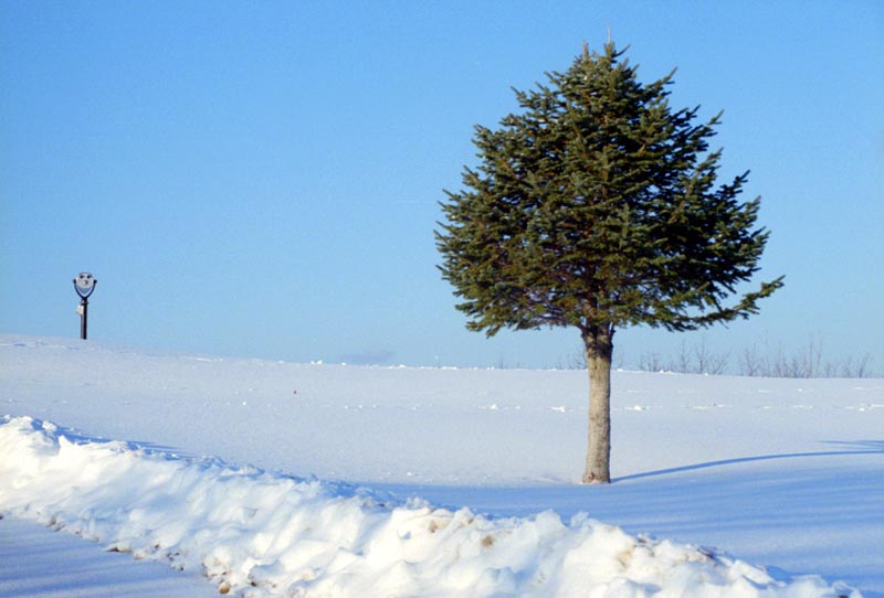 Tree, Quabbin Reservoir, MA, 2000